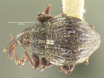 Media type: image;   Entomology 3031 Aspect: habitus dorsal view